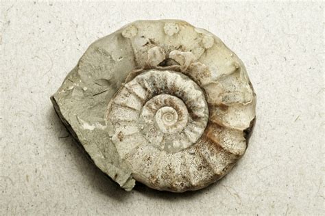 How To Get Fossil And Make It To Polished Fossil ️.